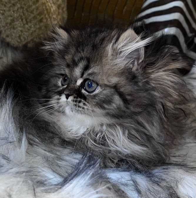 Persian kitten, health tested, registered, 