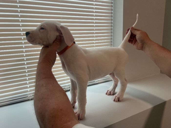 AKC Registered Dogo Argentino Puppies