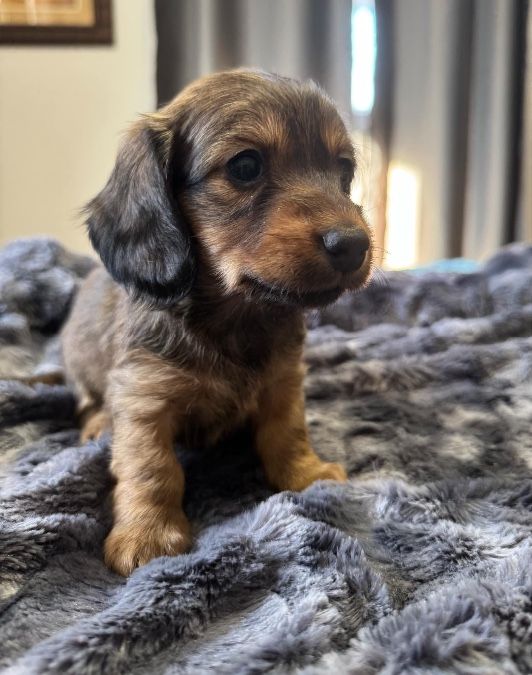 Miniature Female Dachshund