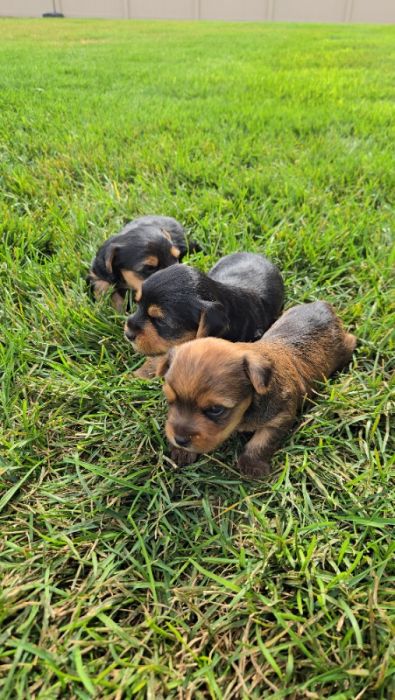 Registered Yorkie Puppies