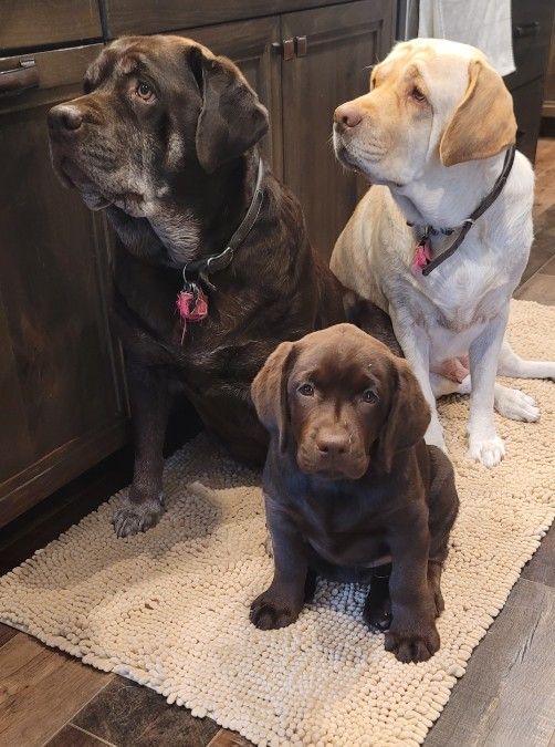 Female English Labrador Puppies