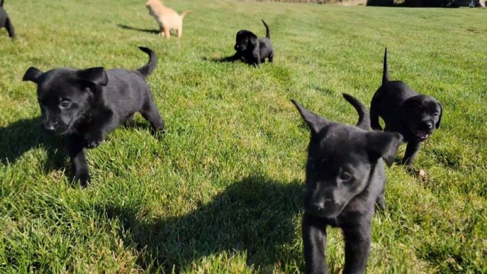 Idaho AKC Labs - Litter Announcement - 6 Weeks Old