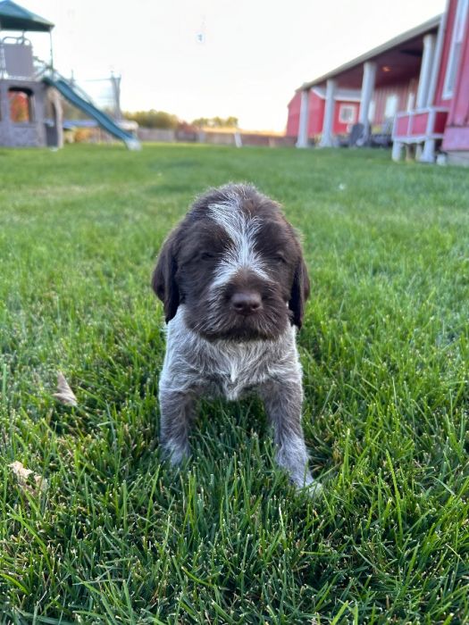 AKC Wirehaired Pointing Griffons