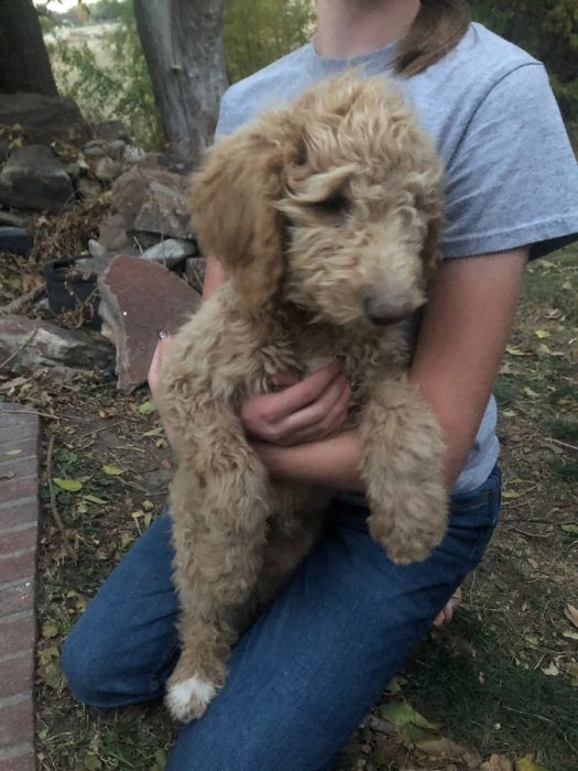 Golden doodles 