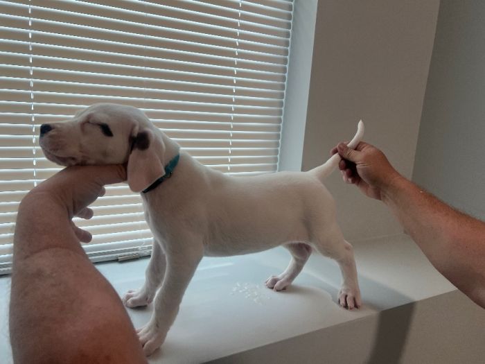 AKC Registered Dogo Argentino Puppies