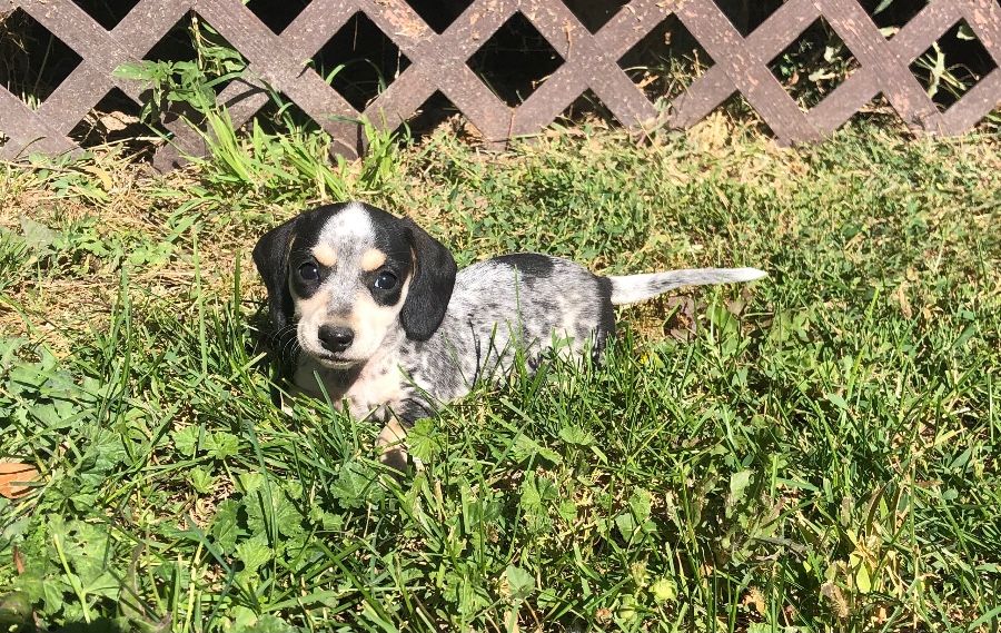 Piebald Female Smooth coat 