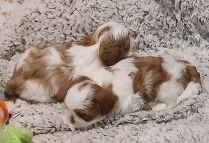 Beautiful AKC Registered Shih Tzu Puppies