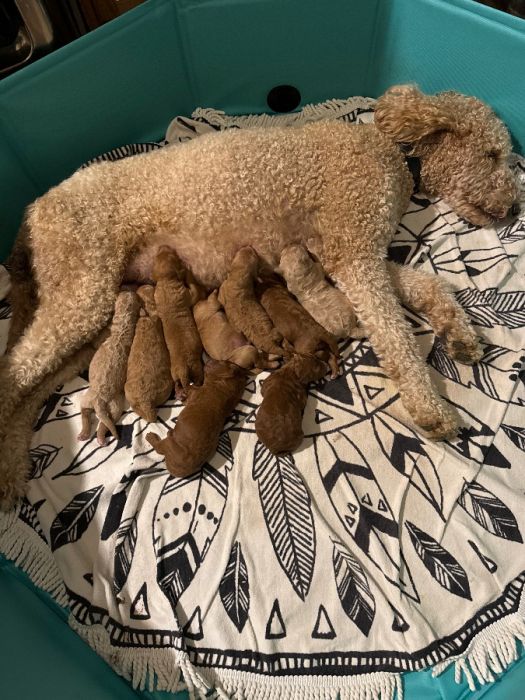 9 puppies