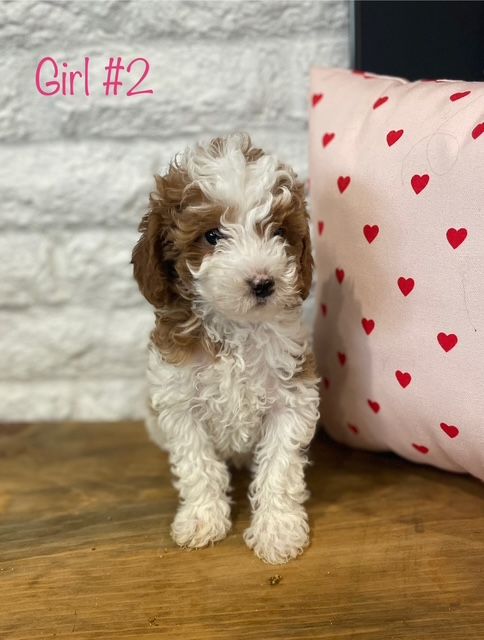 Mini Goldendoodle puppies