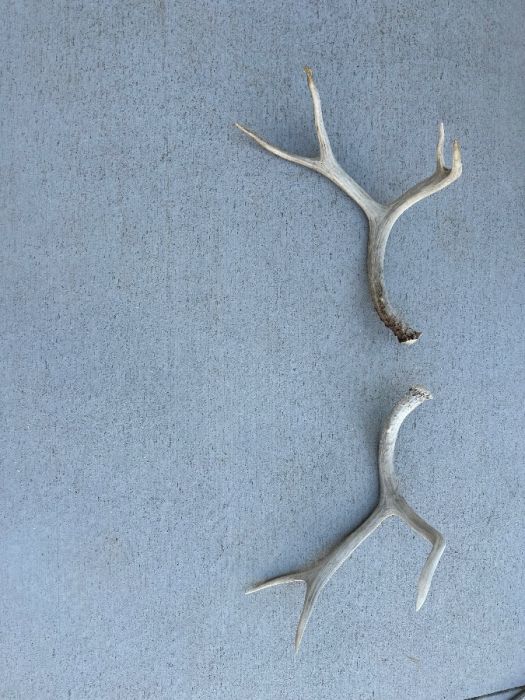 Deer antlers 