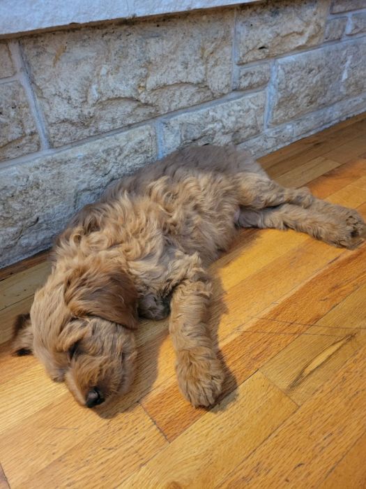 Goldendoodle puppies