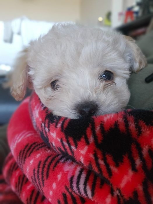 Maltipoo Puppy&#039;s