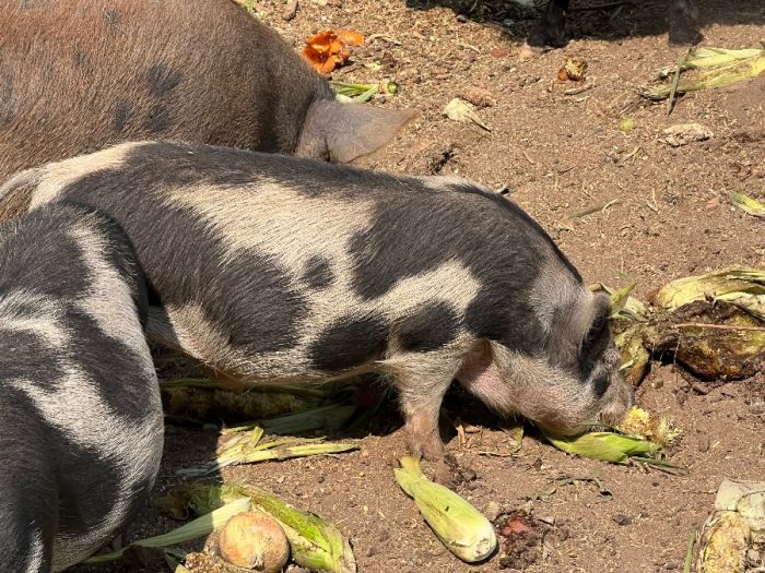 Kune Kune Pigs/piglets 5mo old