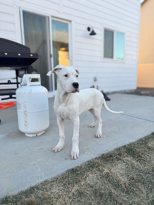 AKC Registered Dogo Argentino Puppies