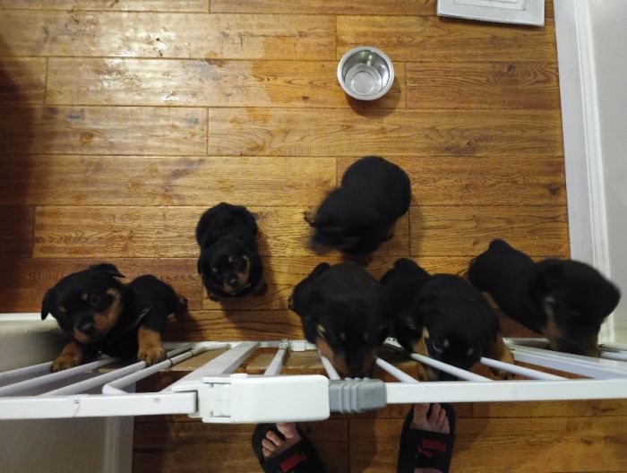 Rottweiler puppies 