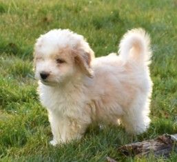 Aussiedoodle Puppies, Males