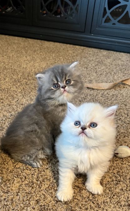 Purebred Persian Kittens Teacup size