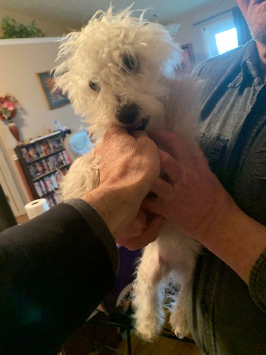 Yorkie Bichon puppies