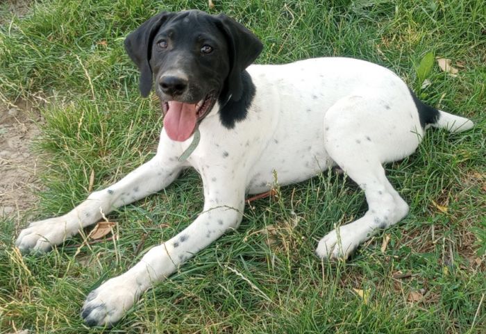 AKC German Shorthaired Pointers 