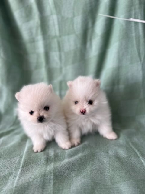 Mini Pomeranian puppies 