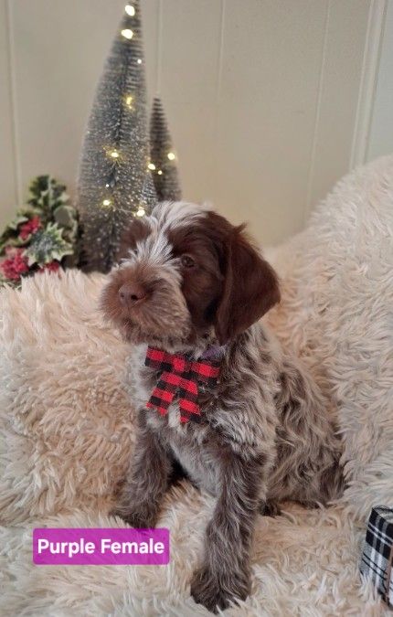 Puppies - Wirehaired Pointing Griffon +