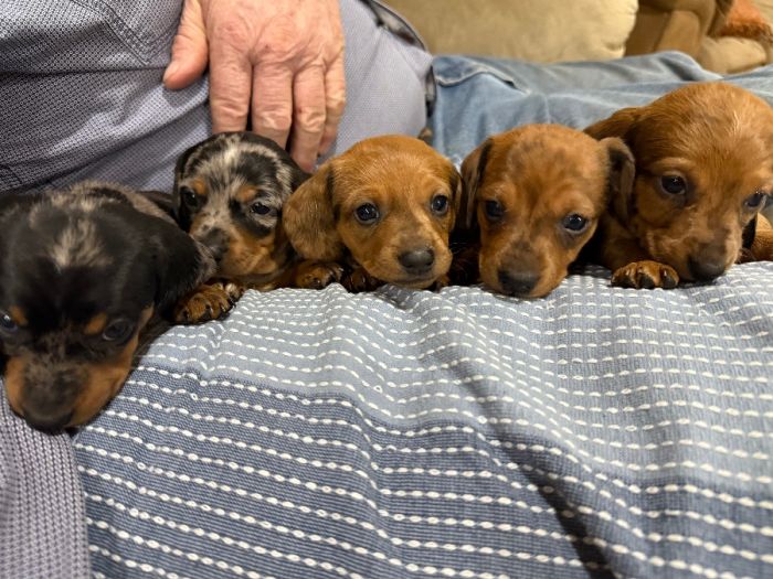 Dachshund, Purebred Mini Smooth and Long Haired