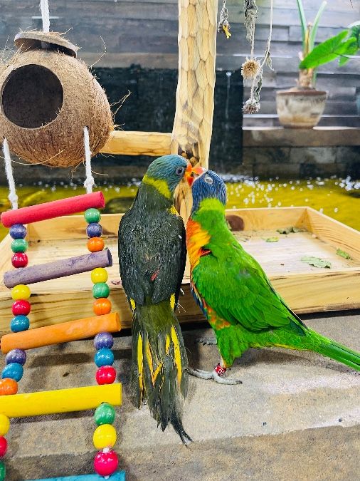 Two lorikeets, aviary and cage