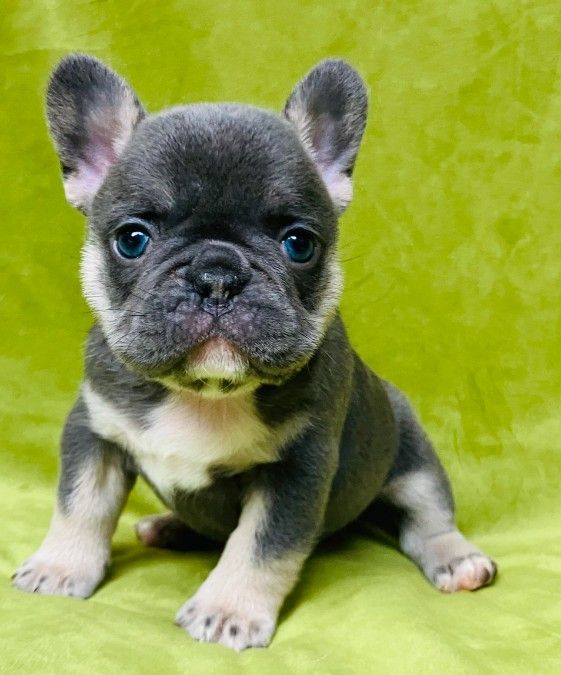 AKC French Bulldogs