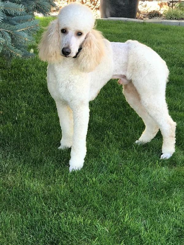 ckc standard poodle