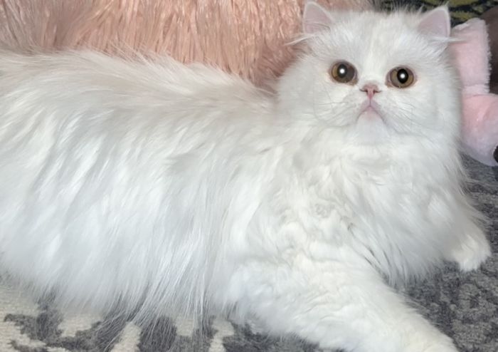 Persian Kitten, registered CFA, health tested