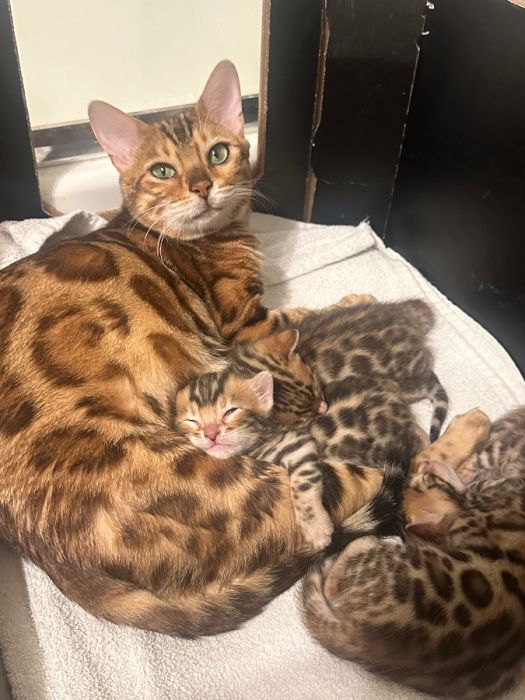 Purebred Bengal Kittens