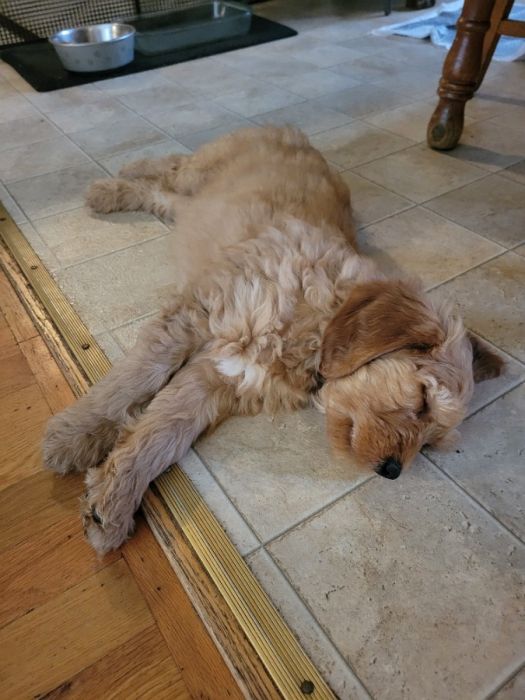 Goldendoodle puppies