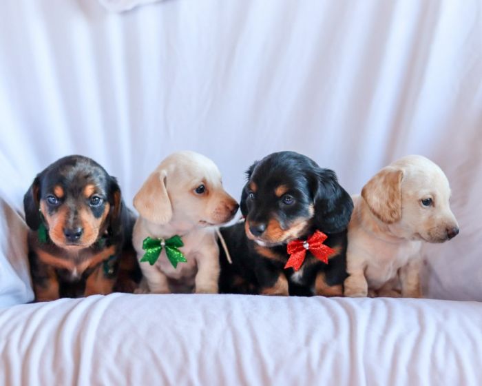 Miniature Dachshund Puppies