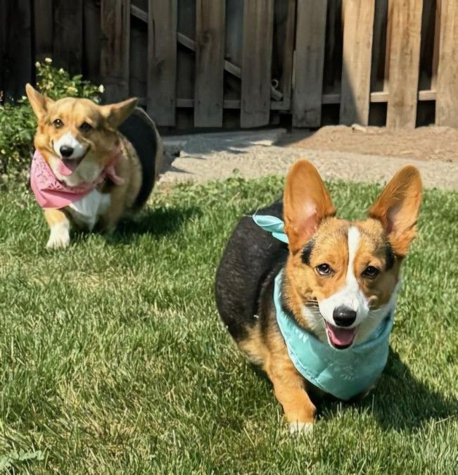 Corgis