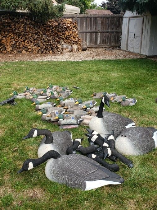 Duck and Goose Decoys