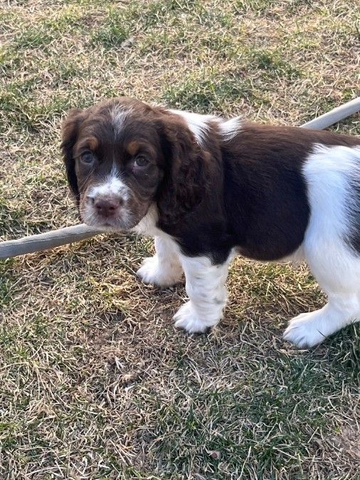 English Springer Spinals 