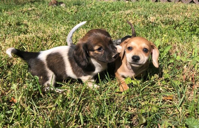 Mini Dachshund Puppies! 