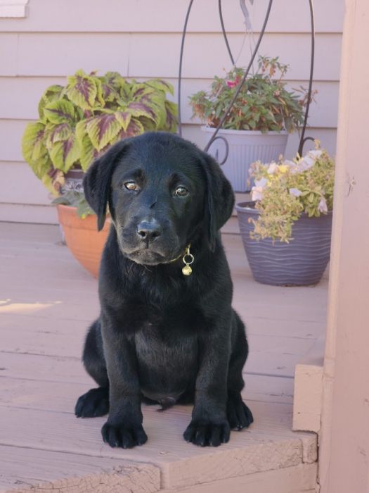 AKC Labradore Puppies