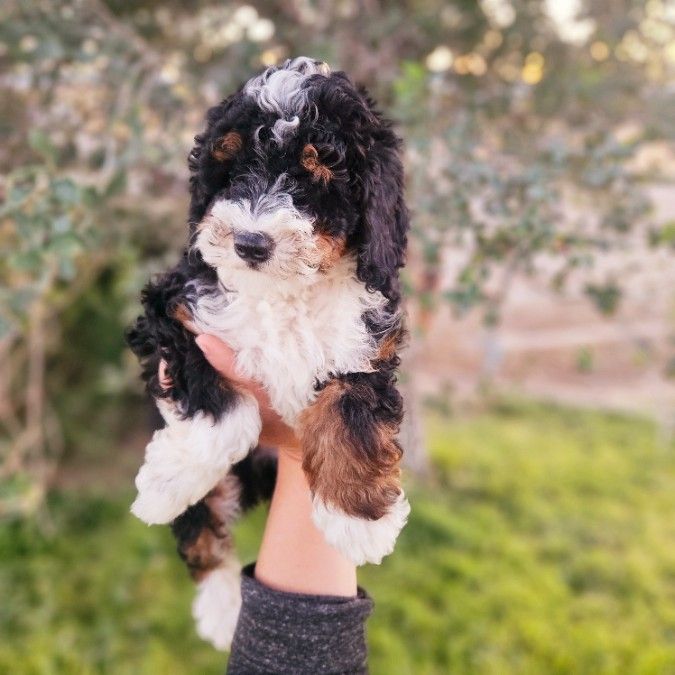 Mini Aussiedoodles