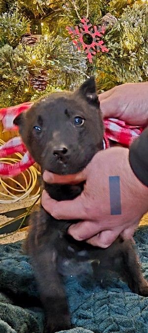 Dutch Shepherd/ Belgian Malinois Puppies