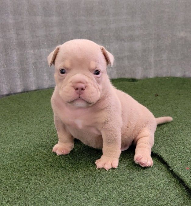 Abkc registered American Bully