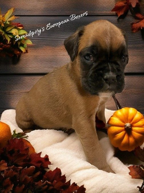 European Boxer puppies