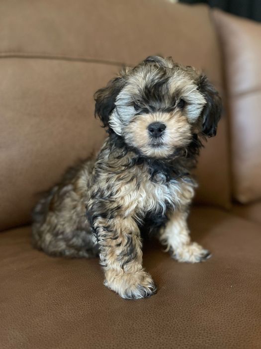 Shih-Poo 