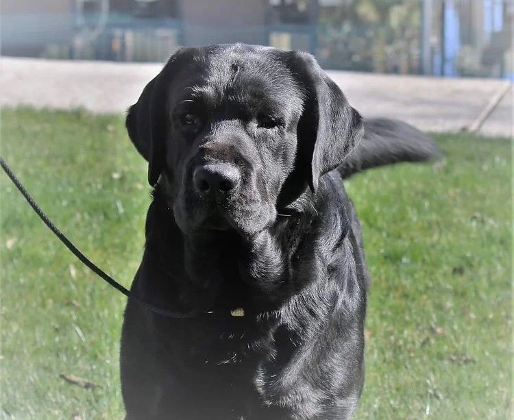 Grand Champion Fade- the daddy. How gorgeous!