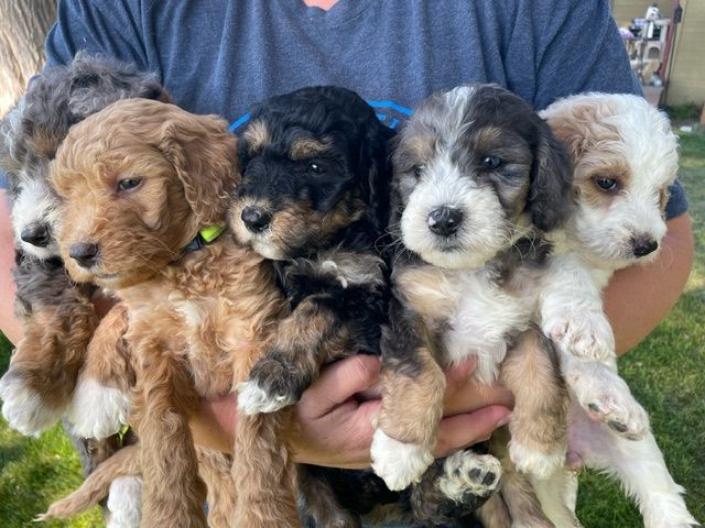 Mini Bernedoodles 