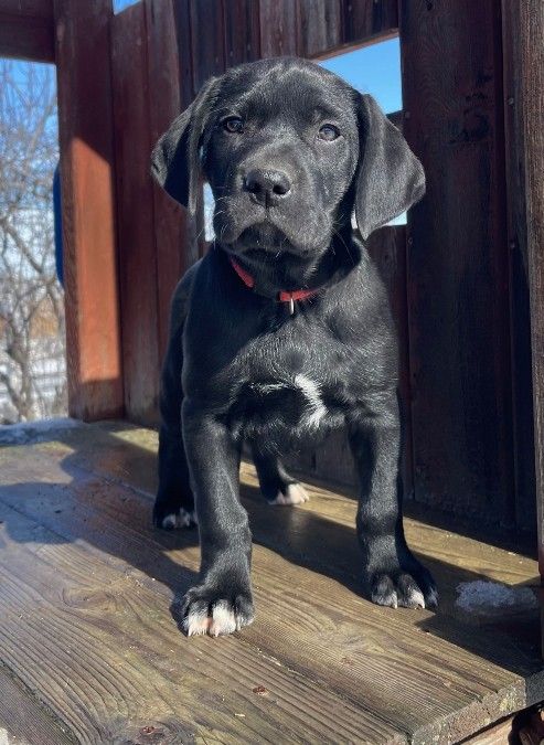 Lab/ German Shorthair Pointer Mix