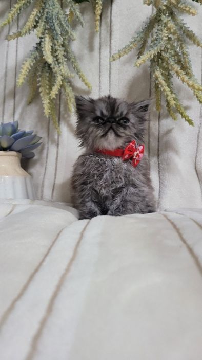 Pure breed Persian kittens. 