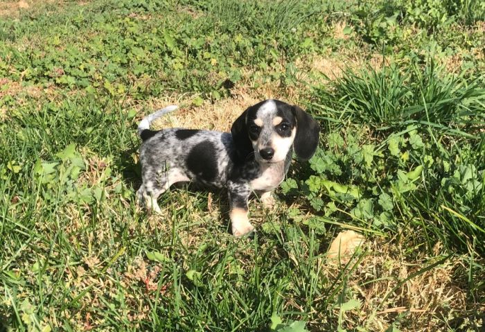 Purebred Mini Dachshund Puppies!!