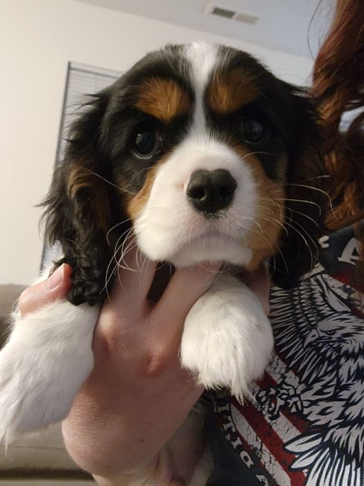 AKC Cavalier King Charles Spaniel 