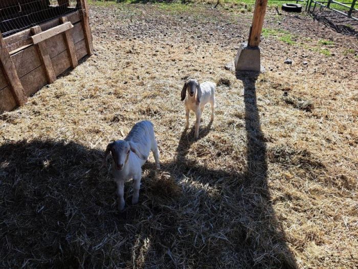 Adorable Sweet Loving Kid Goats for Sale!